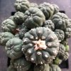Peyote Cactus